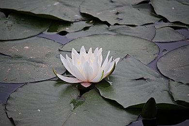 《神鬼寓言》系列剧情叙事负责人将于八月离职